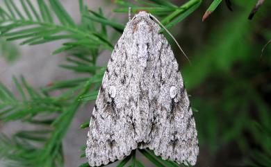 Acronicta gigasa Chang, 1991 臺灣桑劍紋夜蛾