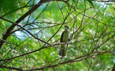 Pycnonotus sinensis formosae Hartert, 1910 白頭翁(台灣亞種)