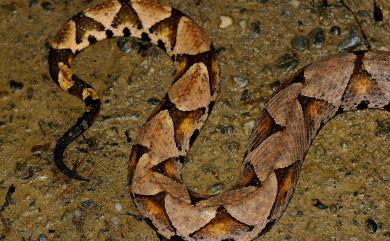 Deinagkistrodon acutus (Günther, 1888) 百步蛇