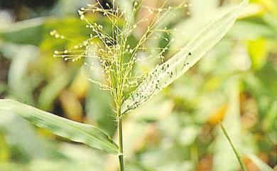 Cyrtococcum patens var. latifolium 散穗弓果黍