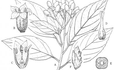 Cordia aspera subsp. kanehirae 金平氏破布子