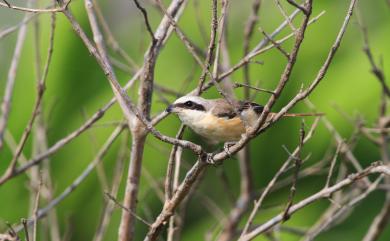 Lanius cristatus lucionensis Linnaeus, 1766 紅尾伯勞