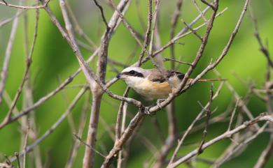 Lanius cristatus lucionensis (Linnaeus, 1766) 紅尾伯勞(普通亞種)