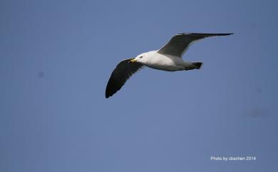 Larus crassirostris Vieillot, 1818 黑尾鷗