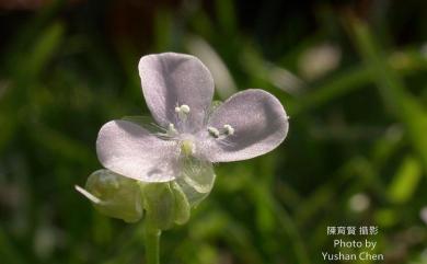 Murdannia keisak 水竹葉