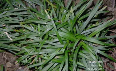 Ophiopogon intermedius 間型沿階草