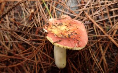 Russula 紅菇屬