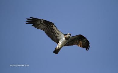 Pandion haliaetus haliaetus (Linnaeus, 1758) 魚鷹