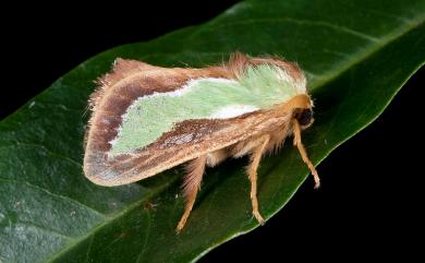 Caiella pygmy (Solovyev, 2010)