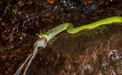 Trimeresurus stejnegeri Schmidt, 1925 赤尾青竹絲