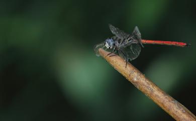 Lathrecista asiatica asiatica (Frbricius, 1798) 海神蜻蜓