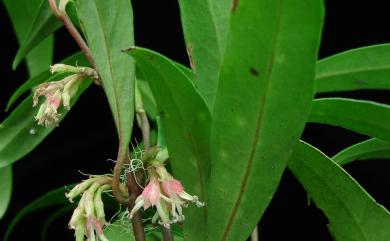 Sarcococca saligna 柳狀野扇花