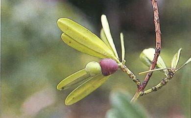 Podocarpus costalis C.Presl 蘭嶼羅漢松