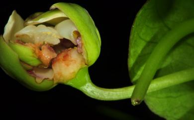 Tacca leontopetaloides (L.) Kuntze 蒟蒻薯