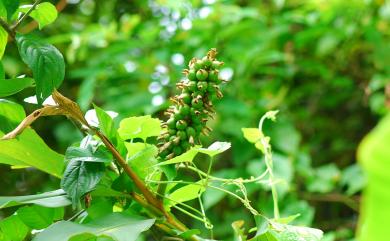 Alpinia zerumbet 月桃