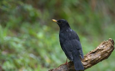 Turdus cardis Temminck, 1831 烏灰鶇