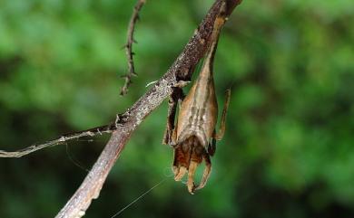 Arachnura melanura Simon, 1867 黑尾曳尾蛛