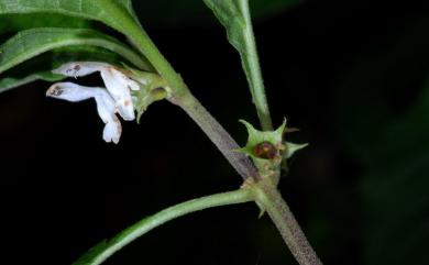 Paraphlomis formosana T.H. Hsieh & T.C. Huang 臺灣假糙蘇