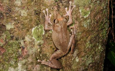 Buergeria robusta (Boulenger, 1909) 褐樹蛙