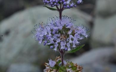 Caryopteris incana 灰葉蕕