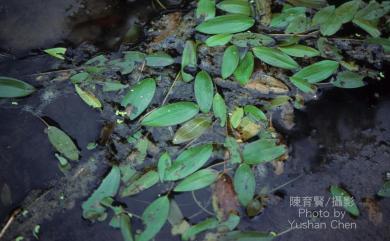 Potamogeton octandrus Poir. 眼子菜