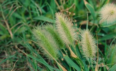 Setaria viridis 狗尾草