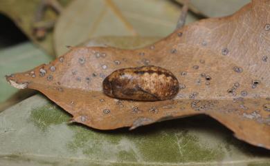 Chrysozephyrus splendidulus Murayama & Shimonoya, 1965 單線翠灰蝶