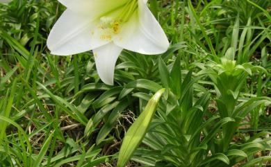 Lilium longiflorum var. scabrum Masam. 粗莖麝香百合