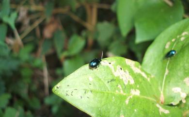 Altica birmanensis (Jacoby, 1896) 緬甸藍葉蚤