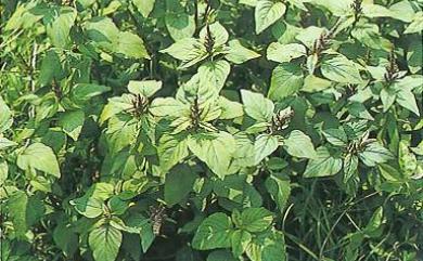 Amaranthus viridis 野莧菜