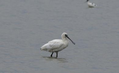 Platalea minor Temminck & Schlegel, 1849 黑面琵鷺