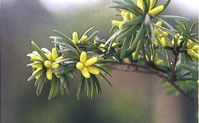 Keteleeria davidiana var. formosana Hayata 臺灣油杉