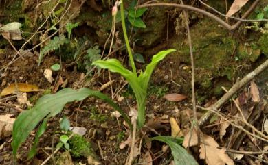 Calanthe graciliflora Hayata 細花根節蘭