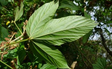 Flemingia macrophylla (Willd.) O. Ktze. ex Prain, 1897 大葉佛來明豆