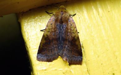 Diarsia formosana Boursin, 1948 臺灣歹夜蛾