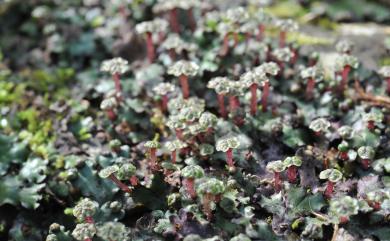 Marchantia paleacea subsp. paleacea