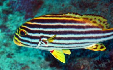 Plectorhinchus vittatus (Linnaeus, 1758) 條斑胡椒鯛