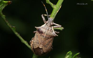 Picromerus viridipunctatus Yang, 1935 綠點益椿象