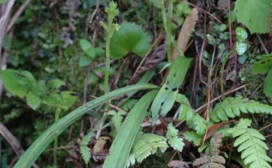 Platanthera sonoharae Masam. 琉球蜻蛉蘭