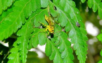 Xanthopimpla pedator (Fabricius, 1775) 松毛蟲黑點瘤姬蜂