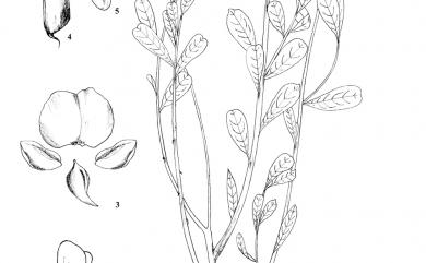 Crotalaria retusa L. 凹葉野百合