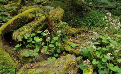 Petasites formosanus 臺灣款冬