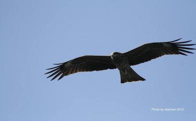 Milvus migrans formosanus Kuroda, 1920 黑鳶