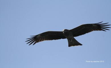 Milvus migrans formosanus Kuroda Sr, 1920 黑鳶(台灣亞種)