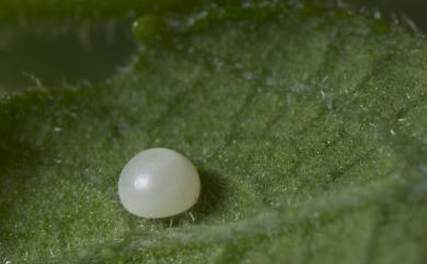 Ochlodes niitakanus (Sonan, 1936) 臺灣赭弄蝶