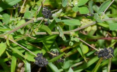 Medicago lupulina 天藍苜蓿