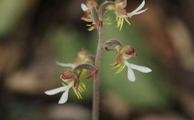 Anoectochilus formosanus Hayata 臺灣金線蓮