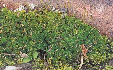 Funaria hygrometrica 葫蘆苔