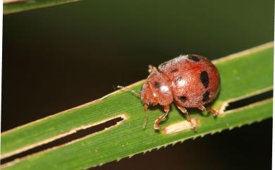 Epilachna hendecaspilota (Mader, 1927) 十一斑食植瓢蟲