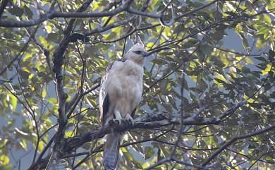 Nisaetus nipalensis Hodgson, 1836 熊鷹